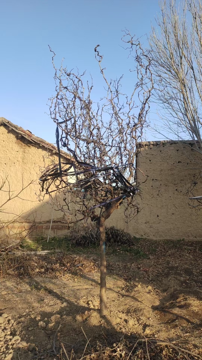 龙枣树基地直发规格齐全一手货源盆景观赏绿植**