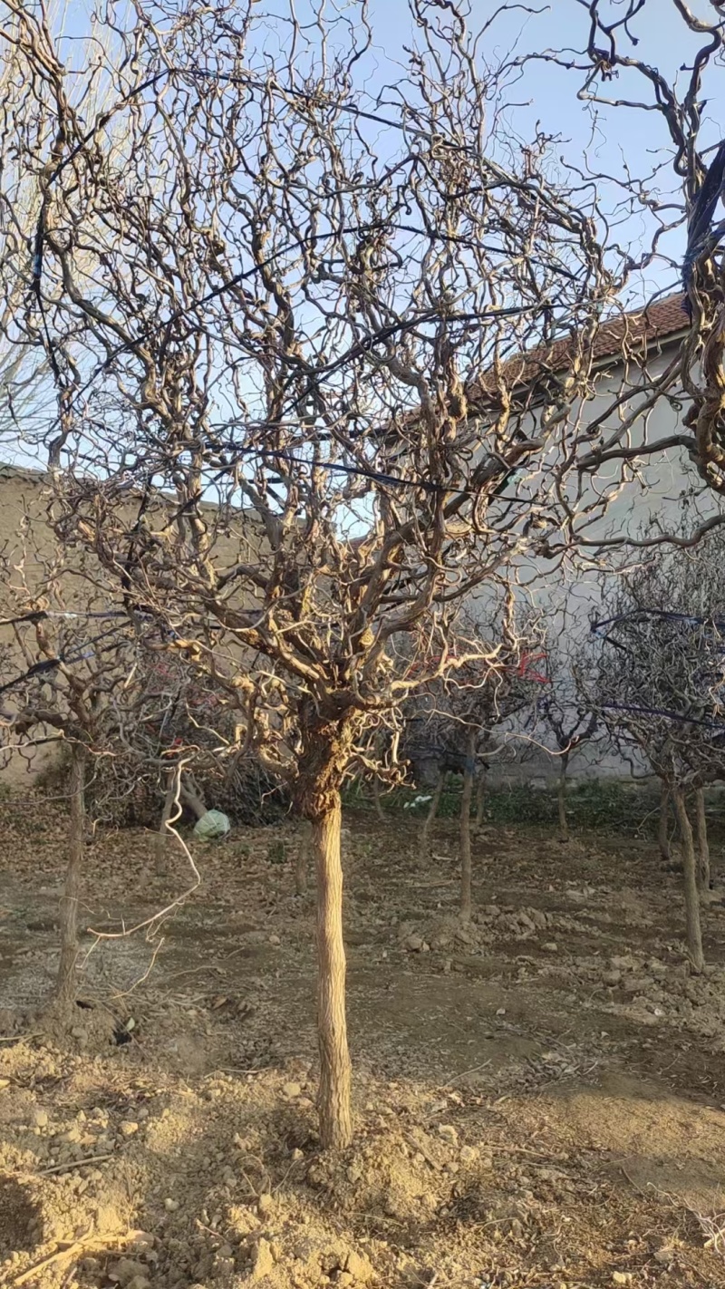 龙枣树基地直发规格齐全一手货源盆景观赏绿植**