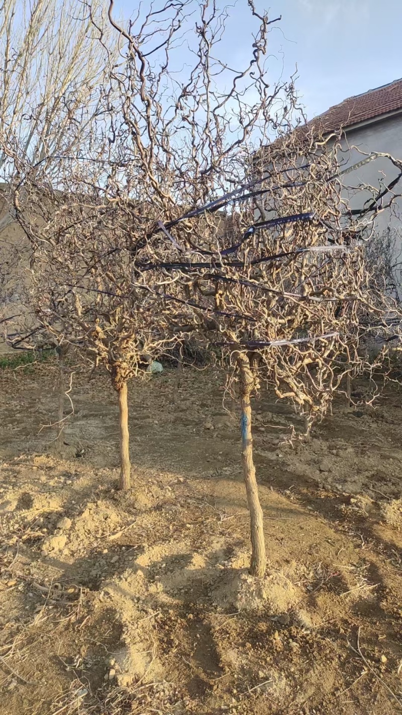 龙枣树基地直发规格齐全一手货源盆景观赏绿植**
