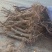 龙枣树基地直发规格齐全一手货源盆景观赏绿植**