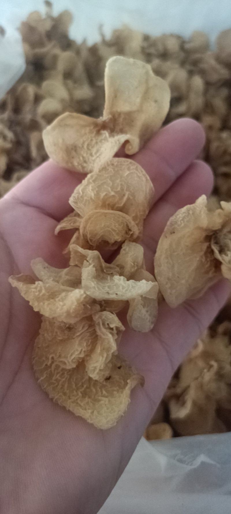 羊肚耳产地沙耳菌基地椴木羊肚耳长期有货羊肚耳批发零售