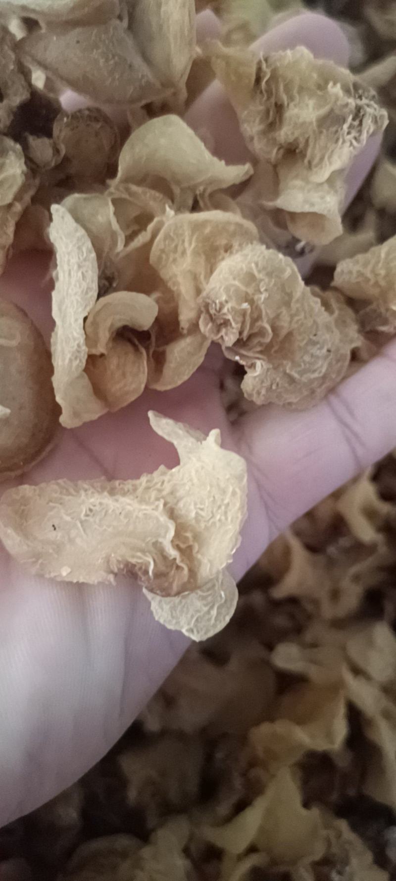 羊肚耳产地沙耳菌基地椴木羊肚耳长期有货羊肚耳批发零售