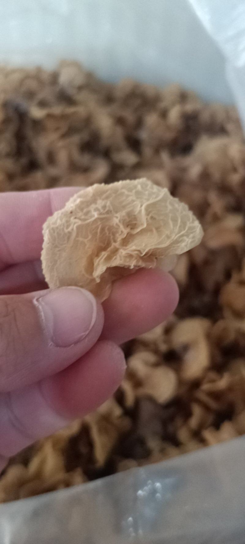 羊肚耳产地沙耳菌基地椴木羊肚耳长期有货羊肚耳批发零售