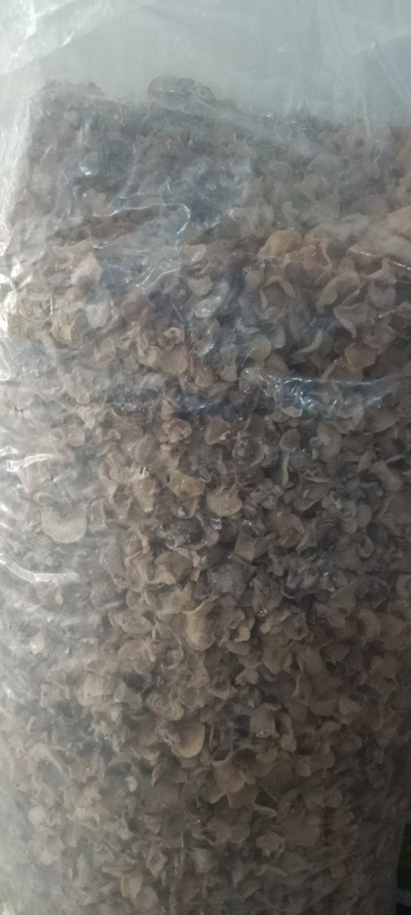 羊肚耳产地沙耳菌基地椴木羊肚耳长期有货羊肚耳批发零售