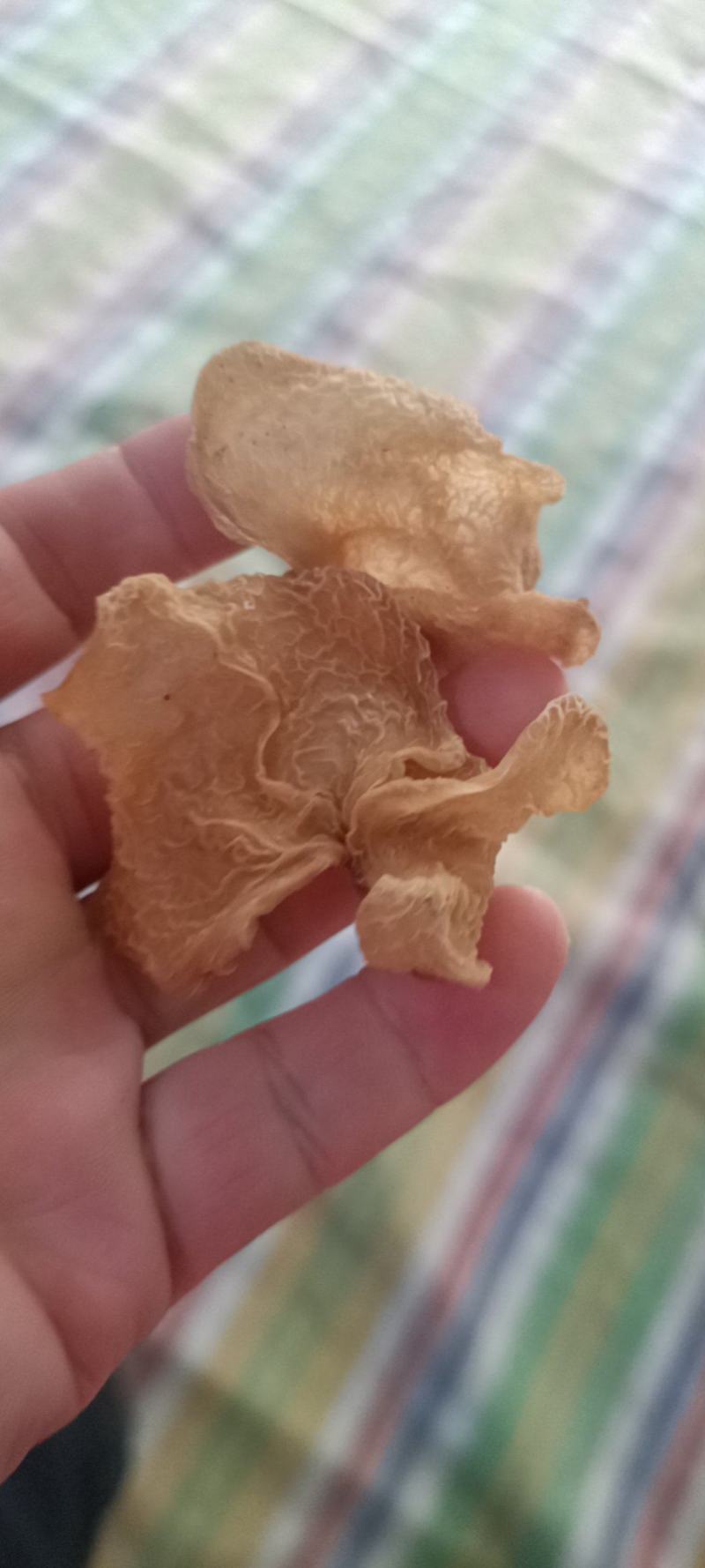 羊肚耳产地沙耳菌基地椴木羊肚耳长期有货羊肚耳批发零售