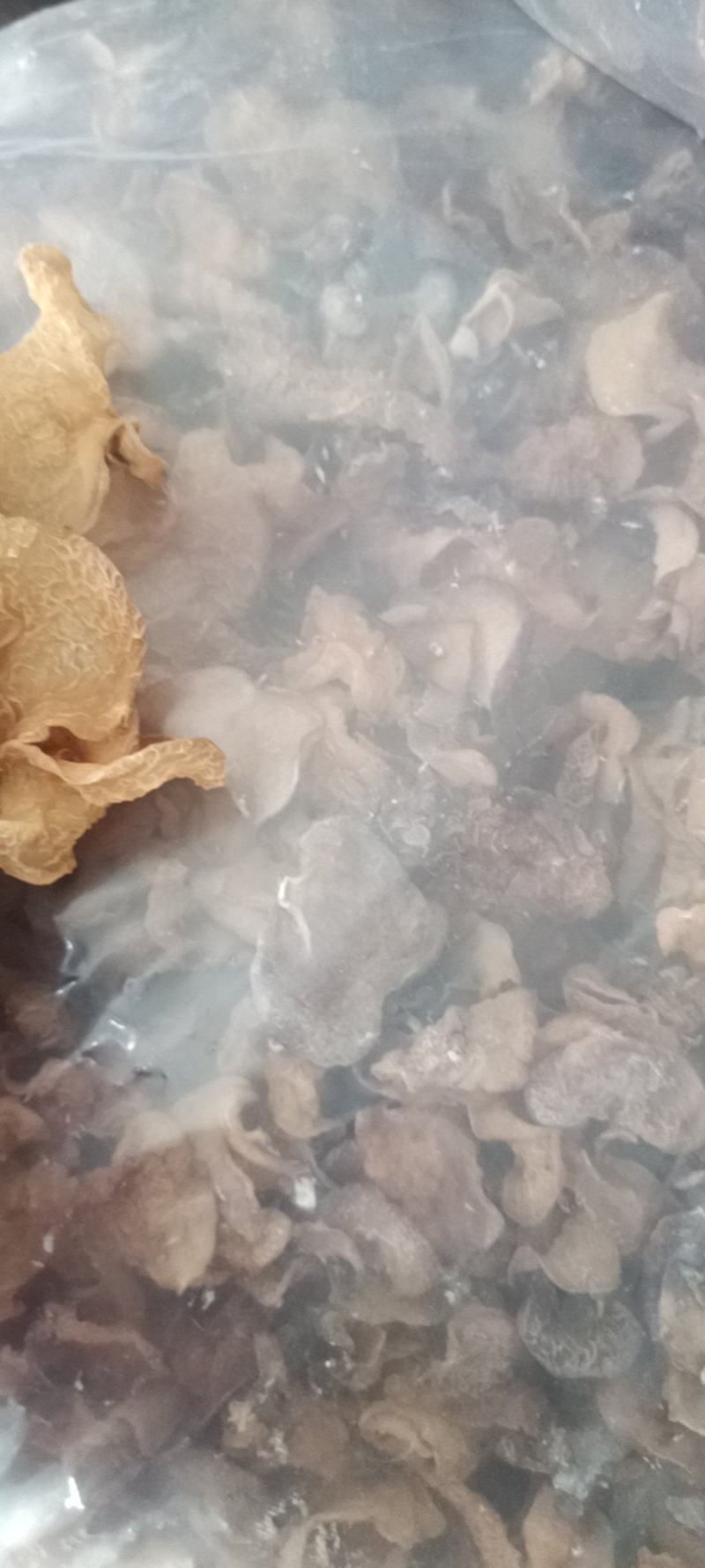羊肚耳产地沙耳菌基地椴木羊肚耳长期有货羊肚耳批发零售