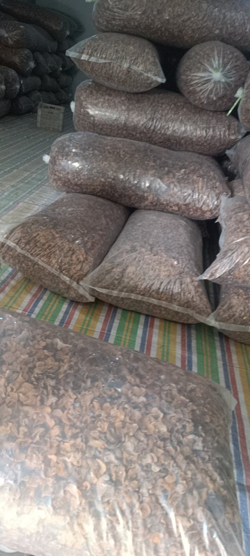 羊肚耳产地沙耳菌基地椴木羊肚耳长期有货羊肚耳批发零售