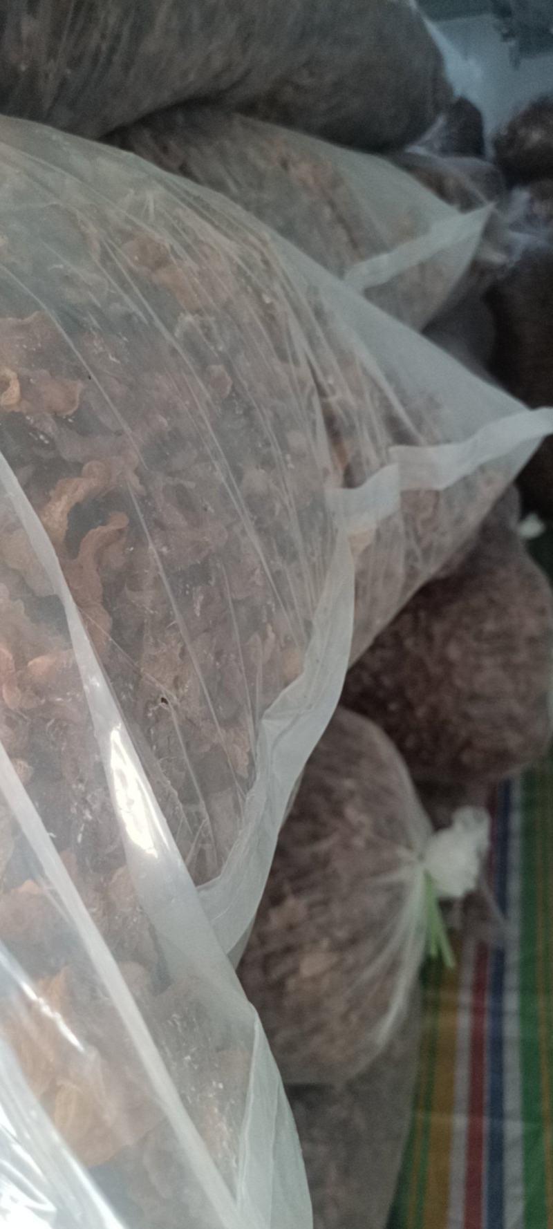 羊肚耳产地沙耳菌基地椴木羊肚耳长期有货羊肚耳批发零售