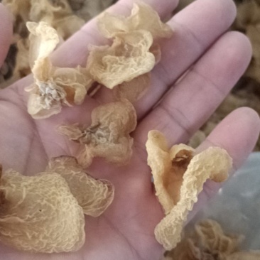优质羊肚耳小叶片羊肚耳无根鹿肚耳现货价格不高羊肚耳珍珠菌