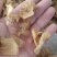 优质羊肚耳小叶片羊肚耳无根鹿肚耳现货价格不高羊肚耳珍珠菌