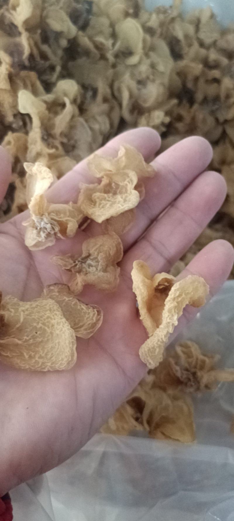 优质羊肚耳小叶片羊肚耳无根鹿肚耳现货价格不高羊肚耳珍珠菌