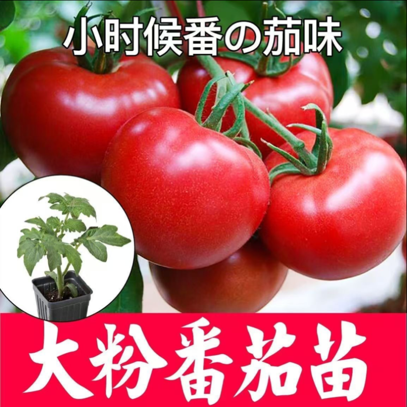 大粉西红柿苗大红番茄苗苗厂直发山东抗病毒番茄苗