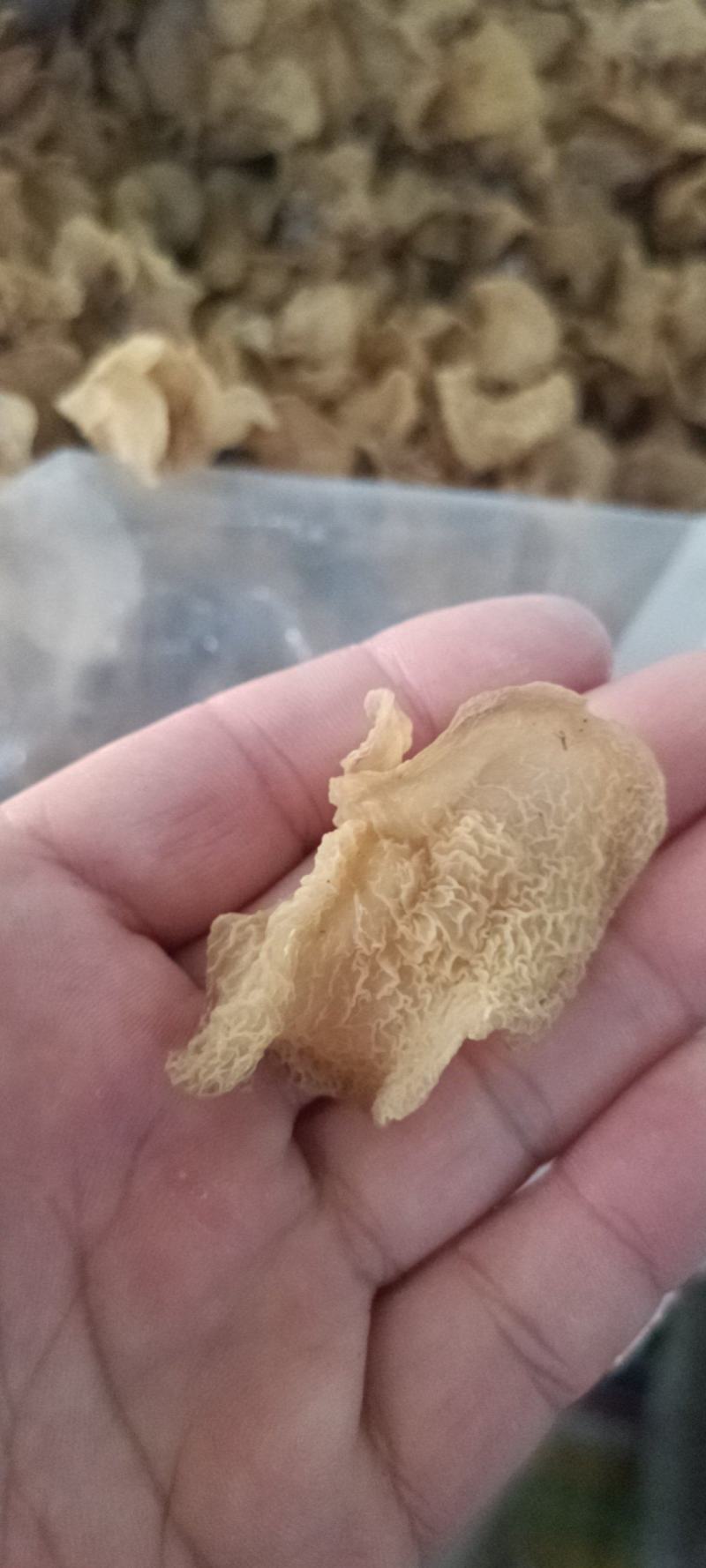 优质羊肚耳小叶片羊肚耳无根鹿肚耳现货价格不高羊肚耳珍珠菌