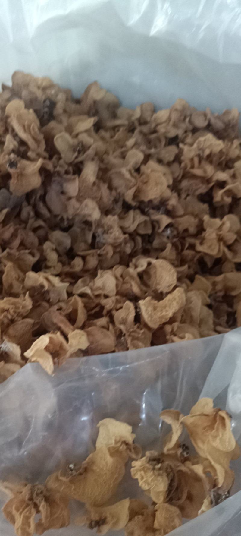 优质羊肚耳小叶片羊肚耳无根鹿肚耳现货价格不高羊肚耳珍珠菌