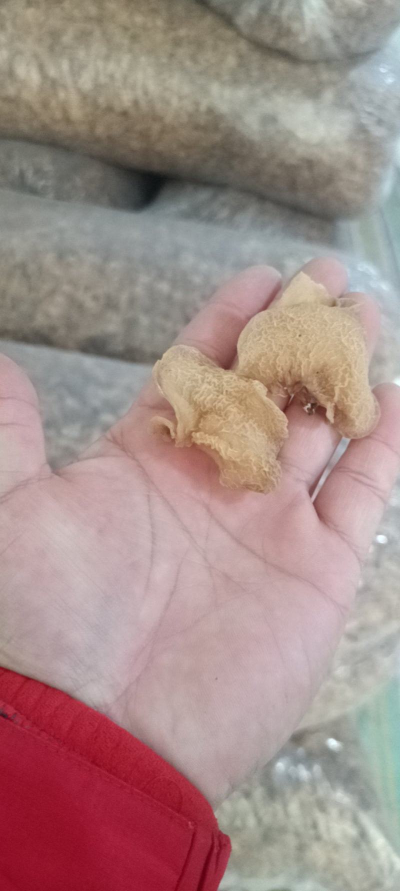 优质羊肚耳小叶片羊肚耳无根鹿肚耳现货价格不高羊肚耳珍珠菌