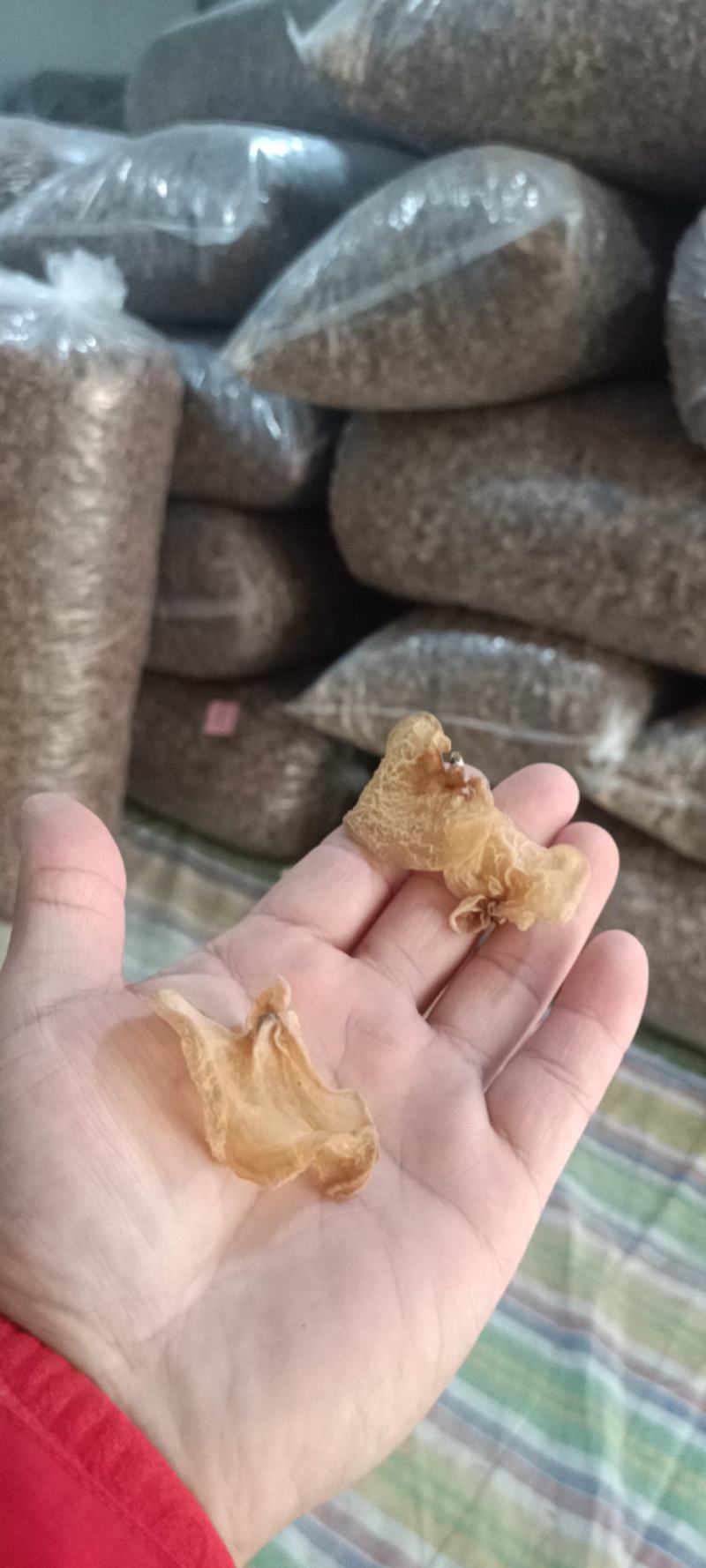 优质羊肚耳小叶片羊肚耳无根鹿肚耳现货价格不高羊肚耳珍珠菌