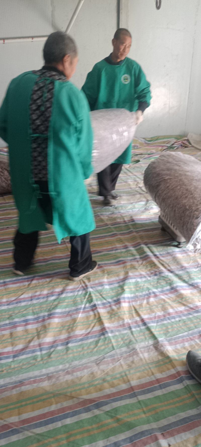 优质羊肚耳小叶片羊肚耳无根鹿肚耳现货价格不高羊肚耳珍珠菌