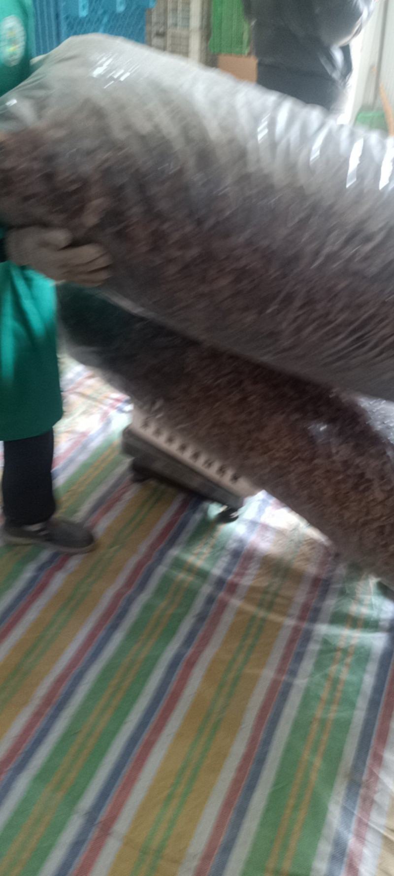 优质羊肚耳小叶片羊肚耳无根鹿肚耳现货价格不高羊肚耳珍珠菌