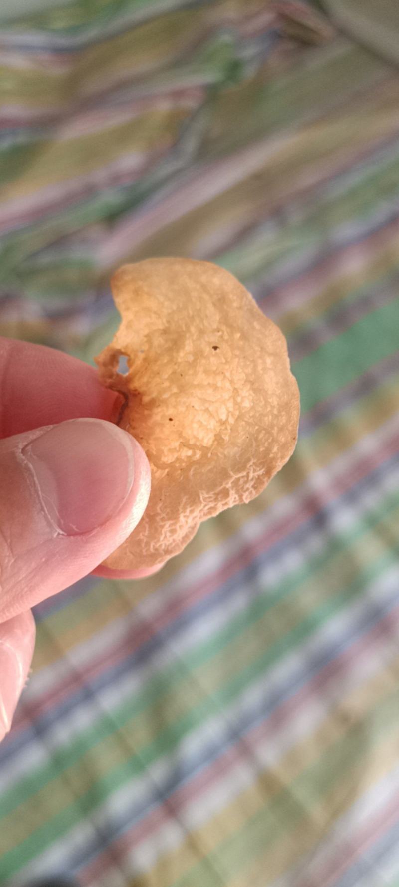优质羊肚耳小叶片羊肚耳无根鹿肚耳现货价格不高羊肚耳珍珠菌