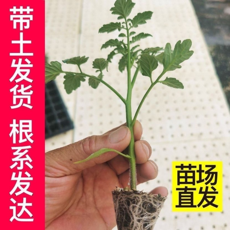 大粉西红柿苗大红番茄苗苗厂直发山东抗病毒番茄苗