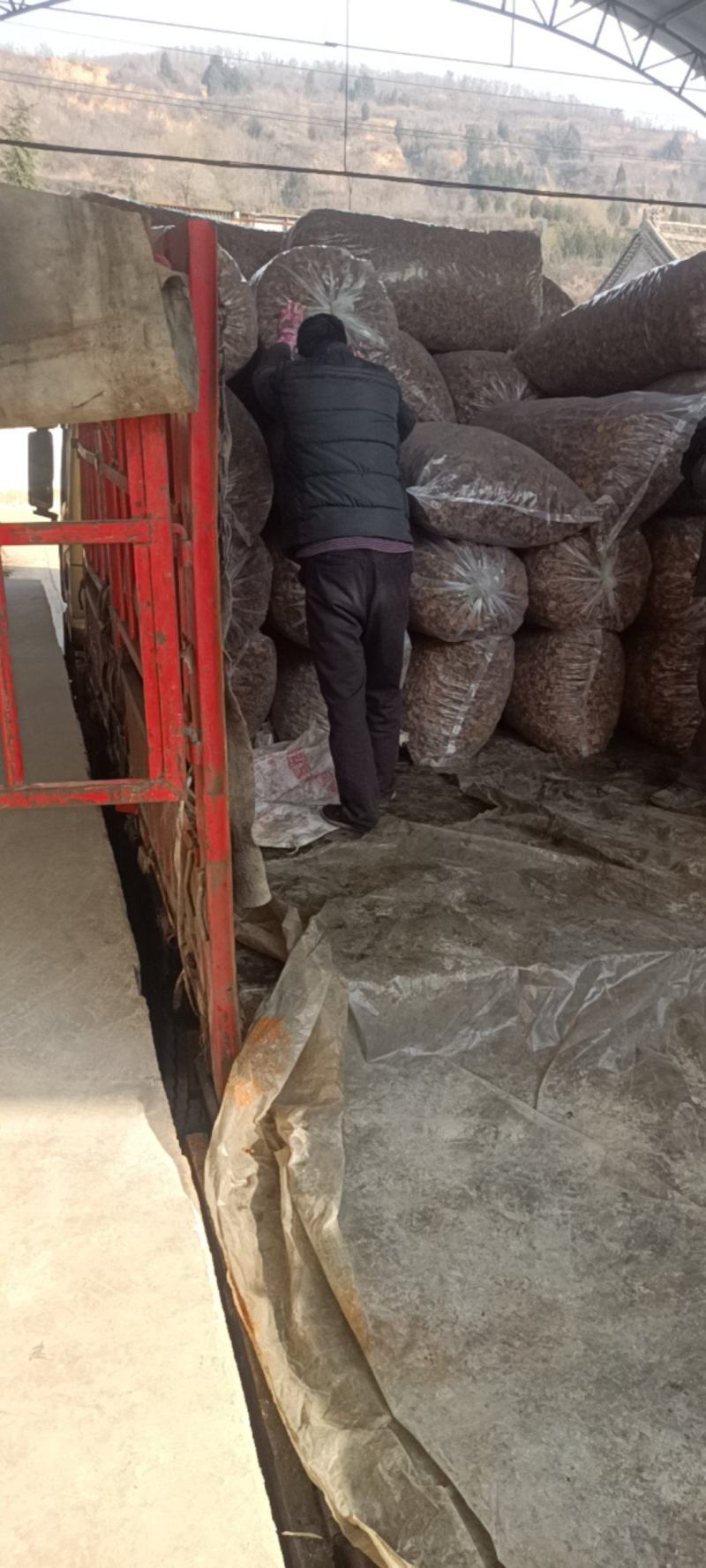 优质羊肚耳小叶片羊肚耳无根鹿肚耳现货价格不高羊肚耳珍珠菌