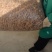 优质羊肚耳小叶片羊肚耳无根鹿肚耳现货价格不高羊肚耳珍珠菌