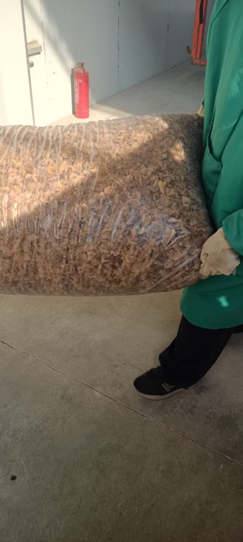 优质羊肚耳小叶片羊肚耳无根鹿肚耳现货价格不高羊肚耳珍珠菌