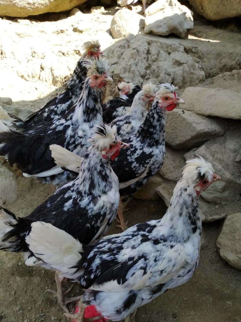 贵妃鸡苗适应性强抗病力高养殖无忧，新手提供养殖技术