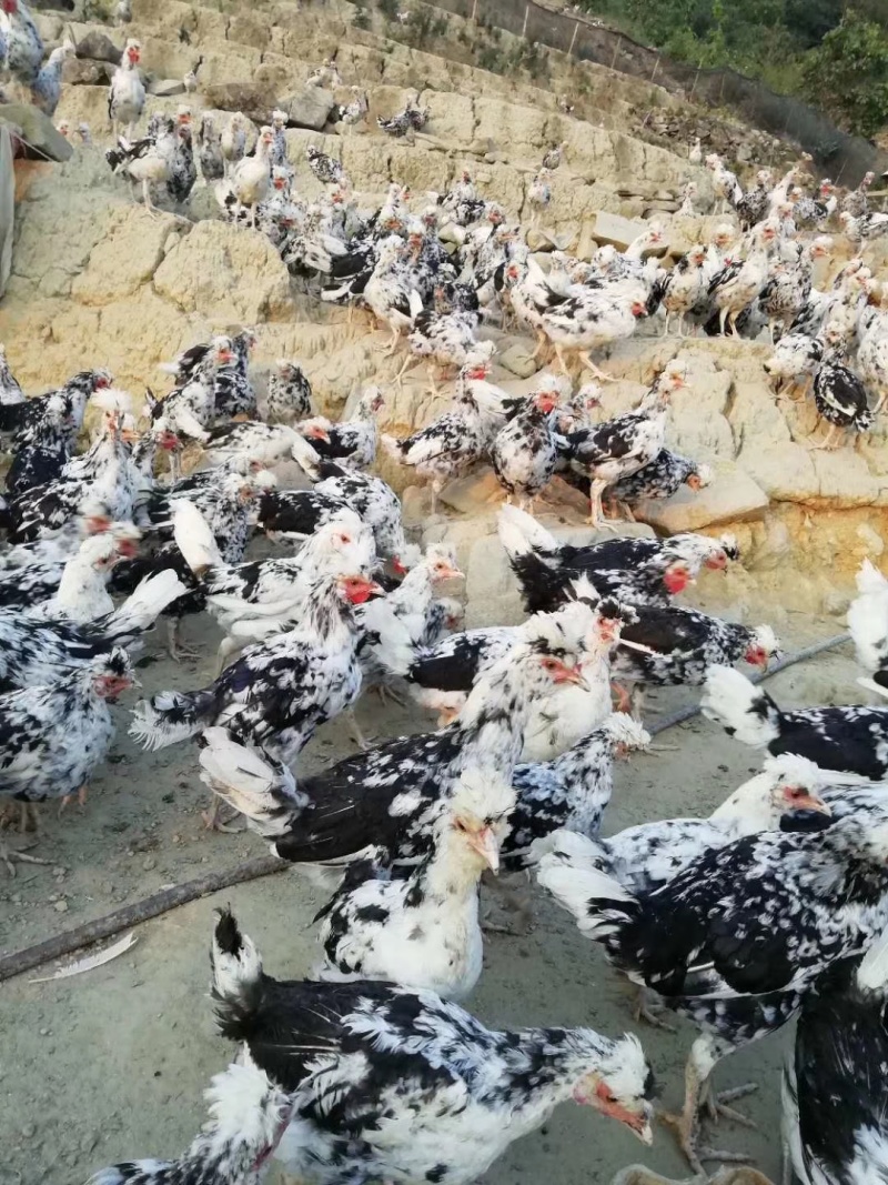 贵妃鸡苗适应性强抗病力高养殖无忧，新手提供养殖技术