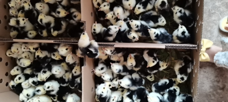 贵妃鸡苗适应性强抗病力高养殖无忧，新手提供养殖技术