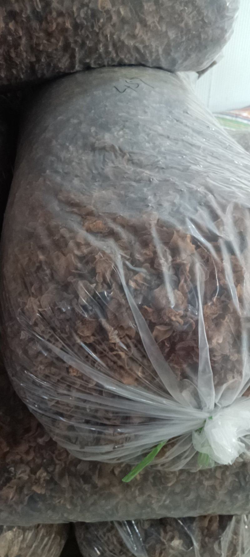 优质羊肚耳小叶片羊肚耳无根鹿肚耳现货价格不高羊肚耳珍珠菌