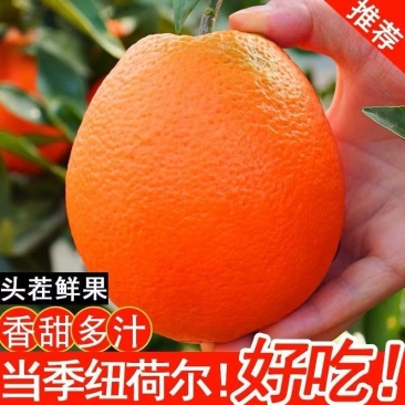 广西桂林纽荷尔脐橙，对接电商，批发市场，商超，可视频看货