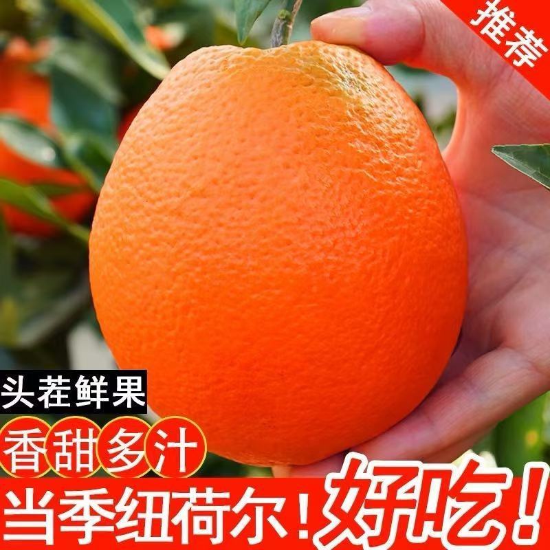 广西桂林纽荷尔脐橙，对接电商，批发市场，商超，可视频看货