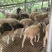 想吃肉做种公种母欢迎来挑山羊绵羊