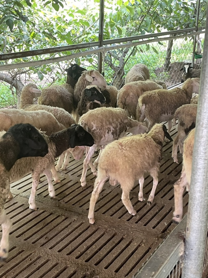 想吃肉做种公种母欢迎来挑山羊绵羊
