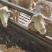 想吃肉做种公种母欢迎来挑山羊绵羊