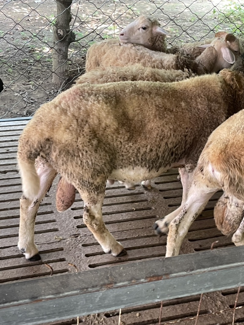 想吃肉做种公种母欢迎来挑山羊绵羊