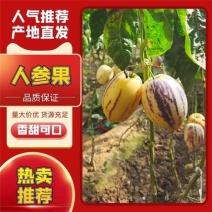 甘肃人参果产地直发支持整车落地配支持一件代