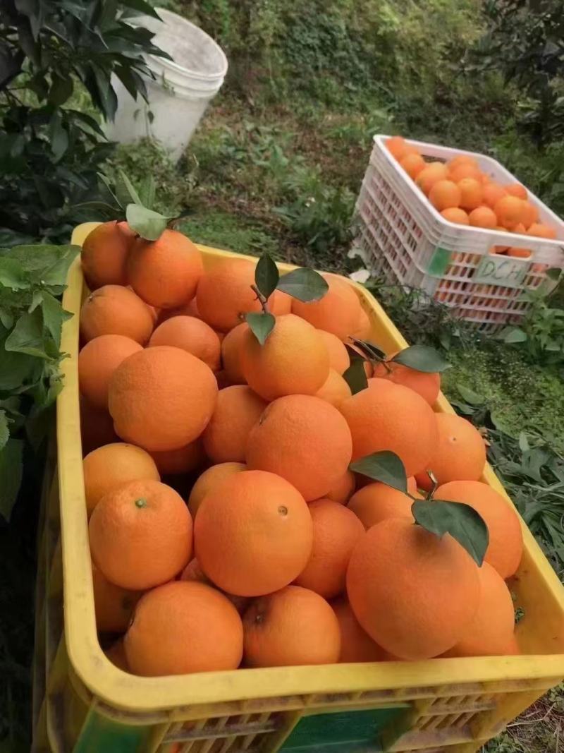广西桂林纽荷尔脐橙，对接电商，批发市场，商超，可视频看货