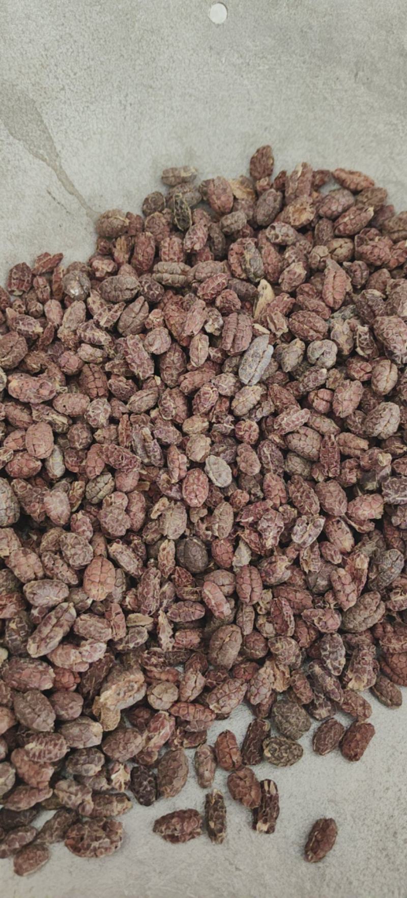 砂仁米砂仁肉去壳砂仁红砂仁米黑砂仁米
