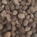 砂仁米砂仁肉去壳砂仁红砂仁米黑砂仁米