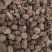 砂仁米砂仁肉去壳砂仁红砂仁米黑砂仁米
