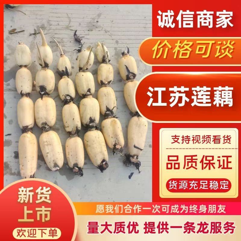 江苏宿迁白莲藕6号35红牙打底红大量供货。