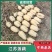江苏宿迁白莲藕大量优惠供应致电有优惠！讲诚信！