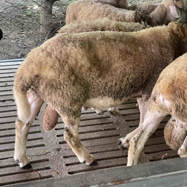 想吃肉做种公种母欢迎来挑山羊绵羊