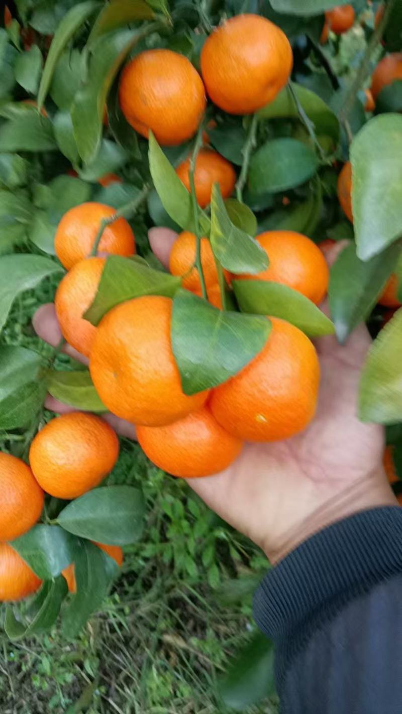 云南芒市沙糖桔，果子属于中粗皮，上市代收代发全国欢迎采购