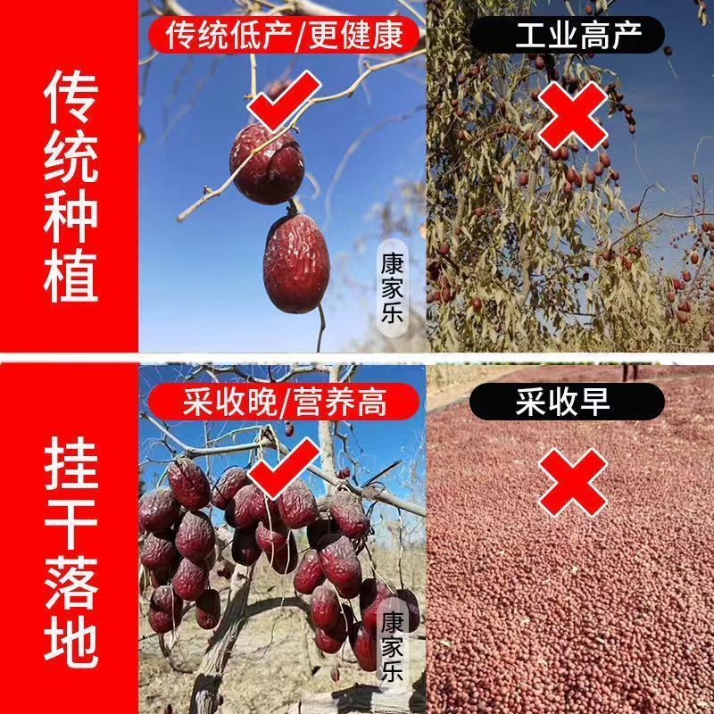 2024年灰枣新疆若羌正宗灰枣吊干零食清洗原生态灰枣批发