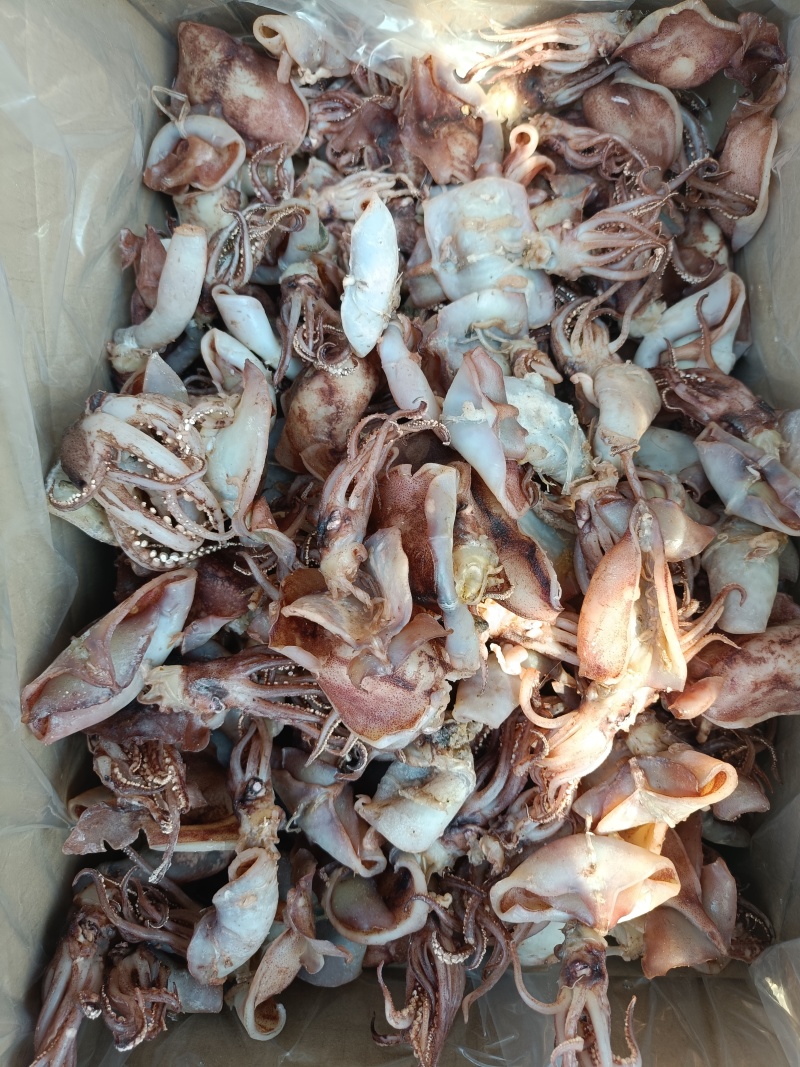 新货鱿鱼去内脏海兔墨鱼鱿鱼仔笔管鱼小鱿鱼海兔子海鲜