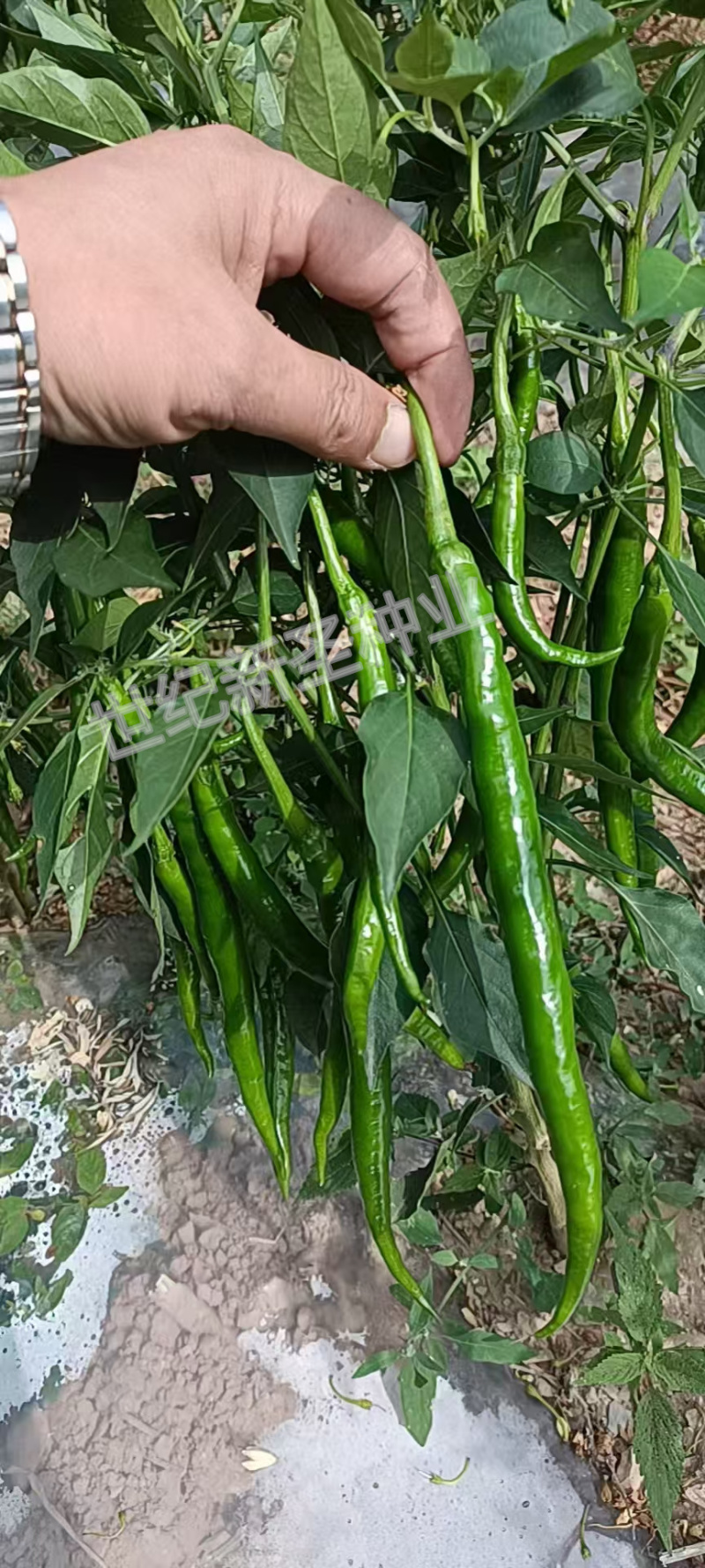 长线椒种子青线黄线椒特长皮薄软果肉厚香辣加长抗病高产颜色