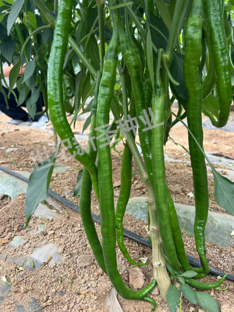 长线椒种子青线黄线椒特长皮薄软果肉厚香辣加长抗病高产颜色